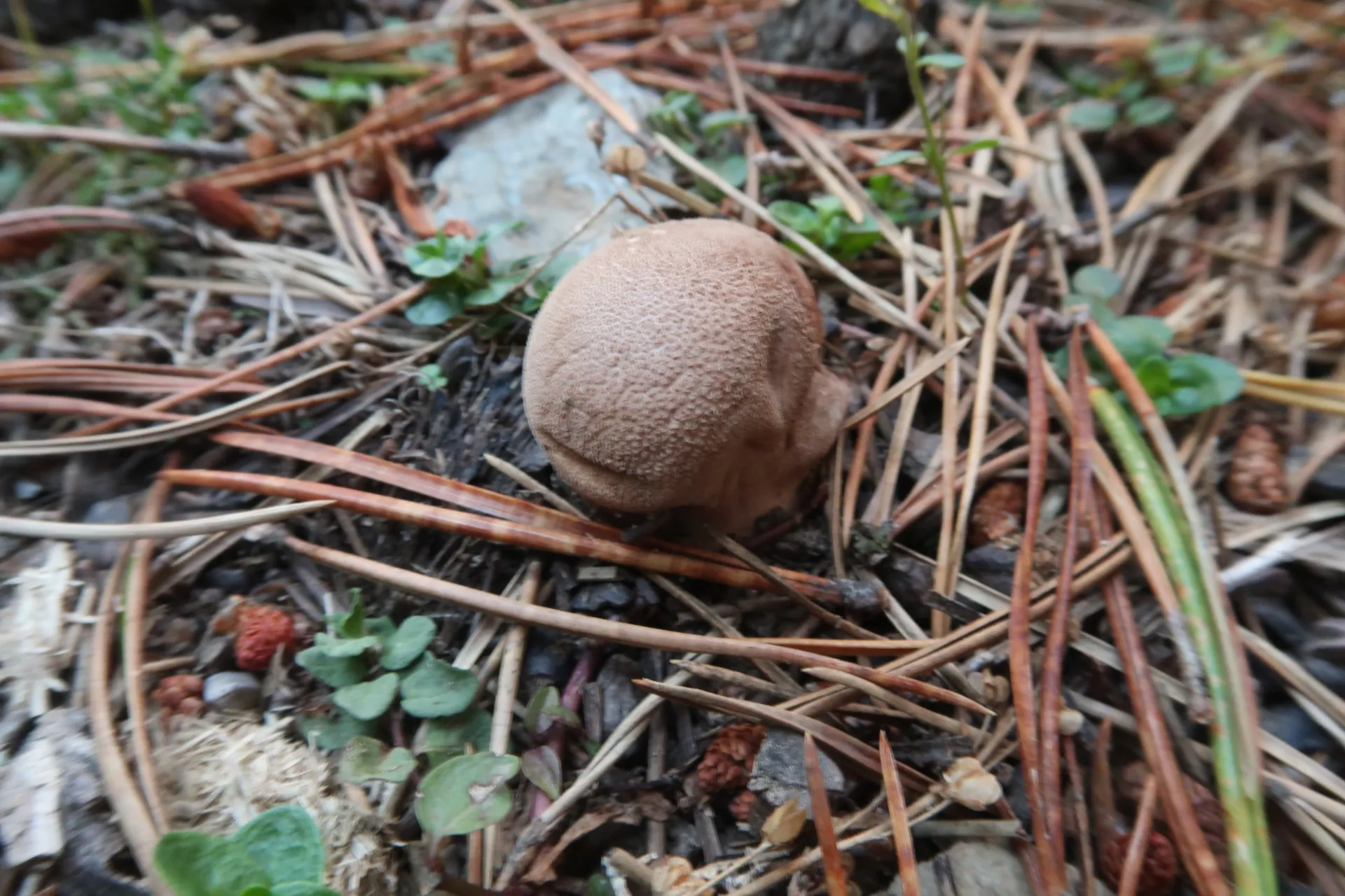 Lycoperdon molle - 1 - IMG_7729